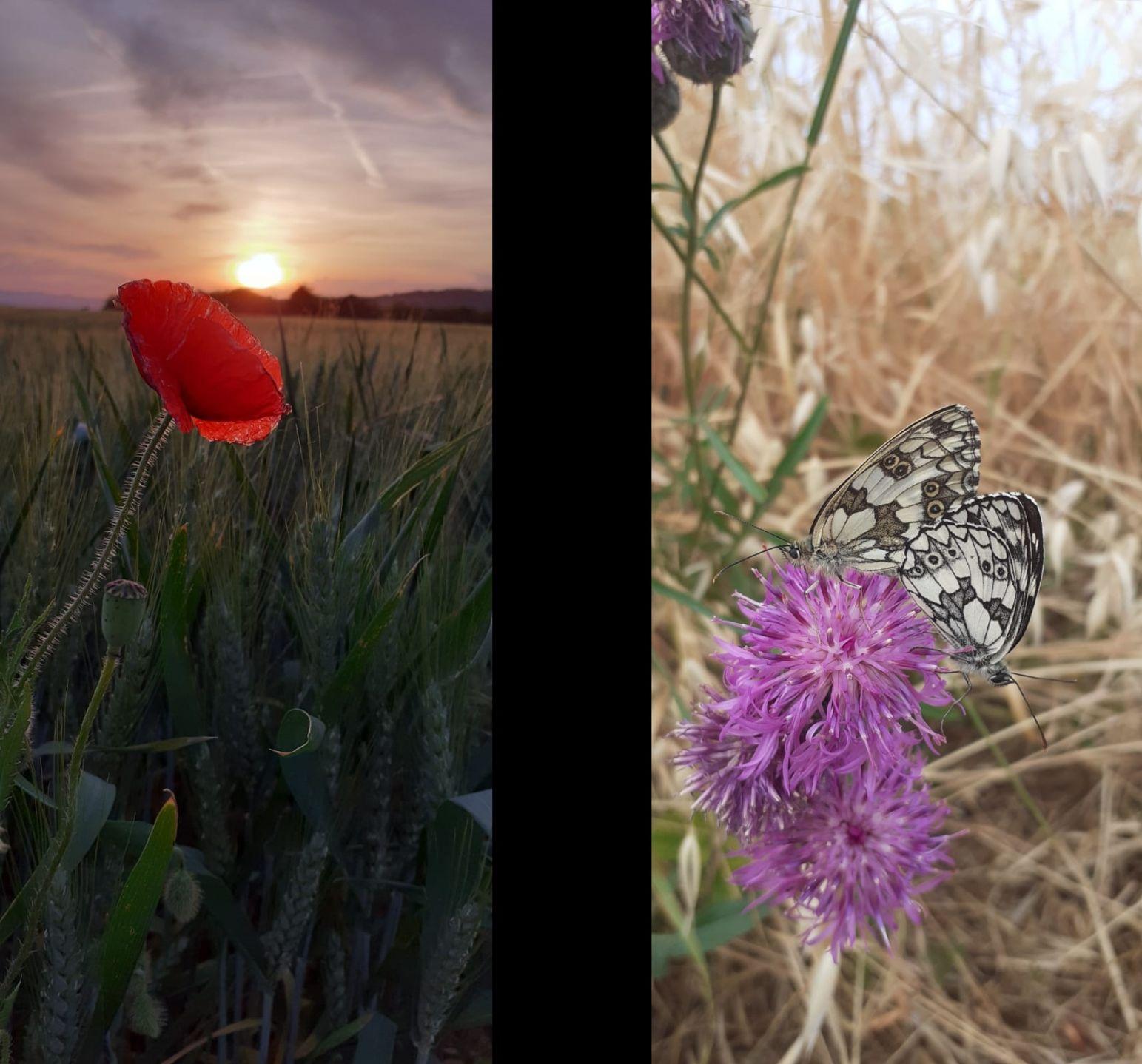 Deux photos de Gwenaëlle Abib