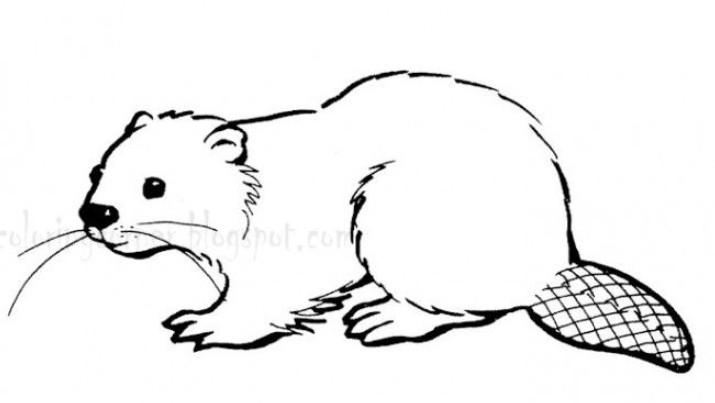 Castor